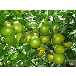 GIỐNG CÂY CHANH TA ÍT HẠT