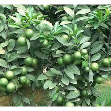 GIỐNG CÂY CHANH TA ÍT HẠT