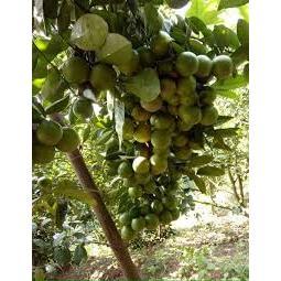 GIỐNG CÂY CHANH TA ÍT HẠT