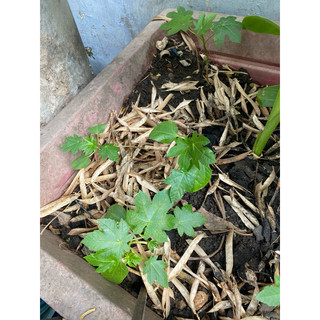 HẠT GIỐNG THẦU DẦU TÍA (hỗ trợ vài bệnh) - 1 gói
