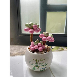 Chậu sen đá sỏi hồng làm từ đất sét