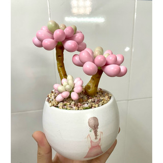 [Sen đá đất sét] Chậu sen đá sỏi hồng làm từ đất sét