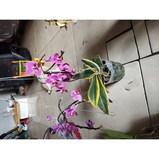 Hồ điệp lá biên đang nụ hoa