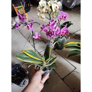 Hồ điệp lá biên đang nụ hoa
