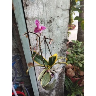 Hồ điệp lá biên đang nụ hoa