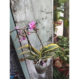 Hồ điệp lá biên đang nụ hoa