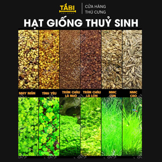 Hạt giống thủy sinh cho hồ cá - Hạt giống trân châu, có trái tim, cỏ may mắn, ngưu mao chiên 10G/ Túi [HẠT GIỐNG]
