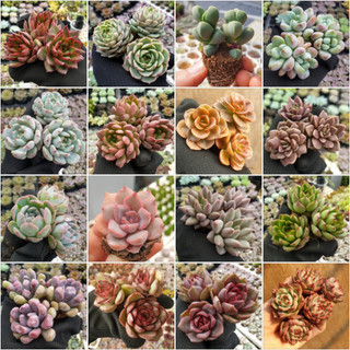 Sen đá mini giá rẻ để bàn decor sen đá vỉ giống mới được chọn mẫu coco forest - mn01