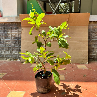 Cây mai cúc vạn thọ - bonsai gốc ghép chuẩn, say hoa