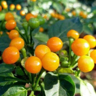 Combo 10cây ớt charapita