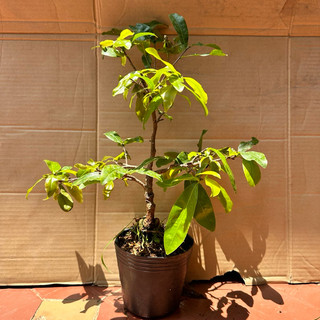 Cây mai cúc 4 long Bình Định - hoa to, bonsai gốc đẹp