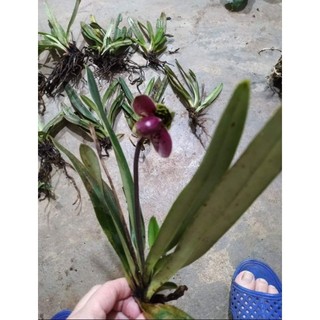 2 cây lan Hài Vệ Nữ hoa to,thơm