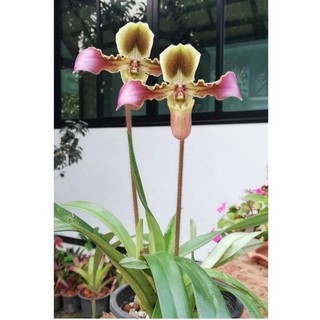 2 cây lan Hài Vệ Nữ hoa to,thơm
