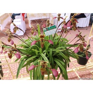 2 cây lan Hài Vệ Nữ hoa to,thơm
