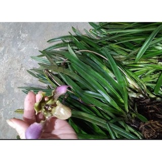2khóm lan Hài vệ nữ đẹp