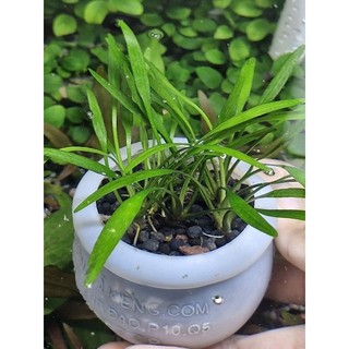 Cây Tiêu thảo parva mini