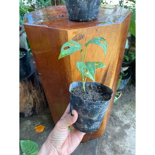 cây trầu bà lá lỗ monstera