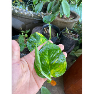 cây trầu bà lá lỗ monstera