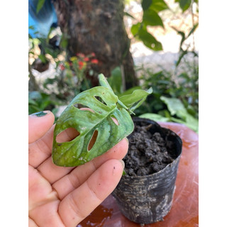 cây trầu bà lá lỗ monstera