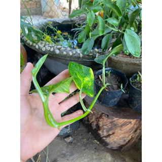 cây trầu bà lá lỗ monstera