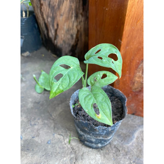cây trầu bà lá lỗ monstera