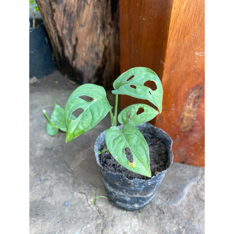 cây trầu bà lá lỗ monstera