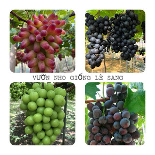 Combo 4 cây. mẫu đơn . nho bailey . nho kẹo. nho 152