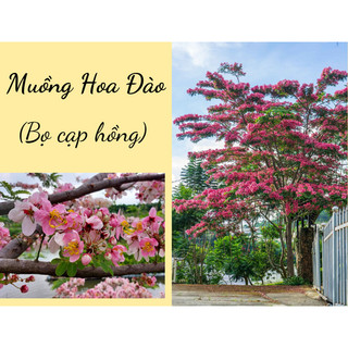 Cây giống hoa muồng anh đào , cây siêu đẹp