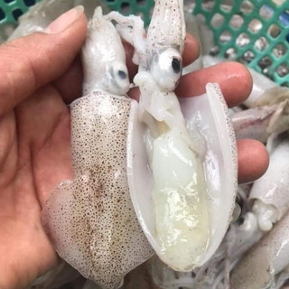 Mực cánh trứng Quảng Ninh giòn ngon - hàng tự nhiên size nhỏ