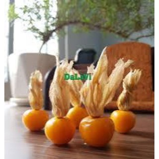 5 cây thù lù hay tầm bóp ăn trái