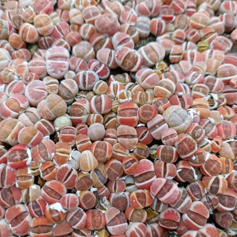Sale++ Sen Mông Đỏ Mới Lạ 😍