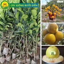 Giống bưởi diễn cây ghép quả thơm ngon ngọt