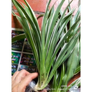 Combo 5 bụi Lan Chi (cây mẹ to)