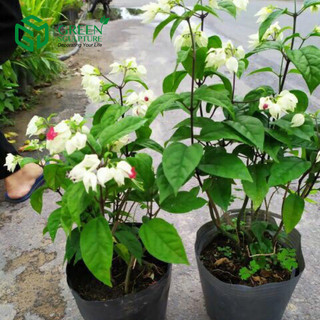 Chậu cây giống hoa Ngọc Nữ