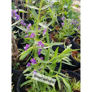 Cây Violet cổ thơm lừng từ lá đến hoa