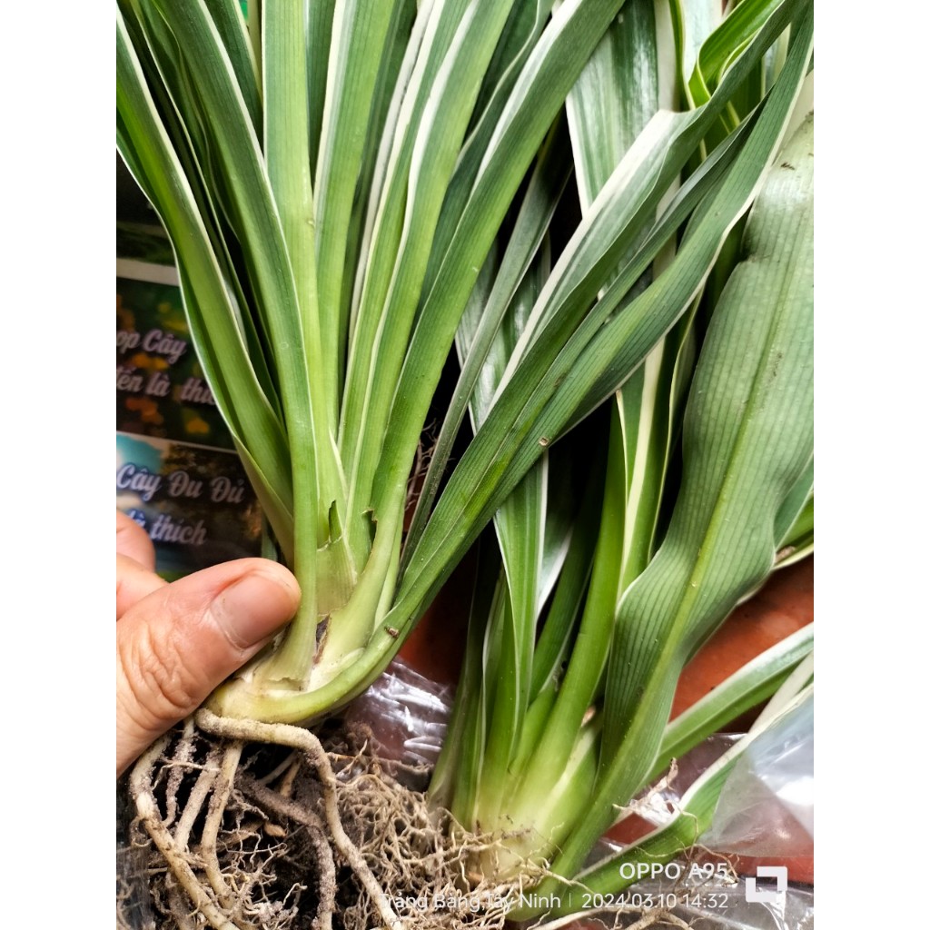 Combo 5 bụi Lan Chi (cây mẹ to)