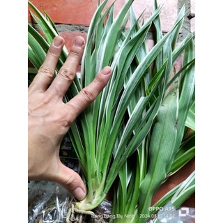 Combo 5 bụi Lan Chi (cây mẹ to)
