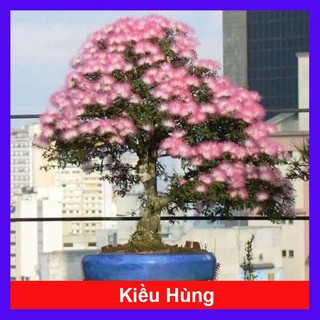Cây Kiều Hùng - cây cảnh đẹp trồng bonsai hoặc trang trí sân vườn