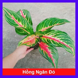 Cây Hồng Ngân - cây cảnh để bàn