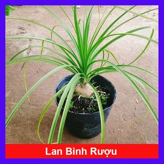 Cây lan bình rượu - cây náng đế - cây cảnh đẹp trang trí nội thất
