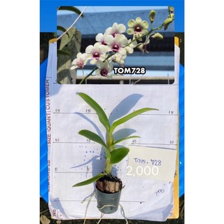 Cây giống đồng tiền vàng cao 7-12cm