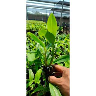 Cây giống vàng lưỡi đỏ cao 7-12cm