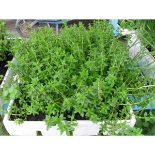 Cây giống rau ngổ thơm, rau thơm chậu nhỏ 20 cây