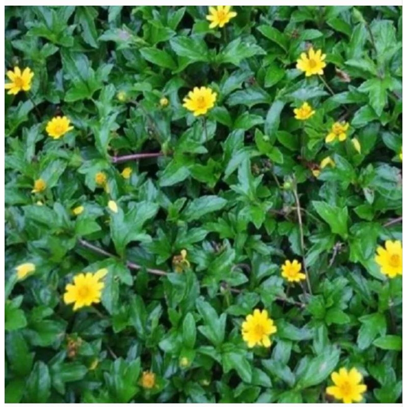 Lá sài đất tươi 1kg