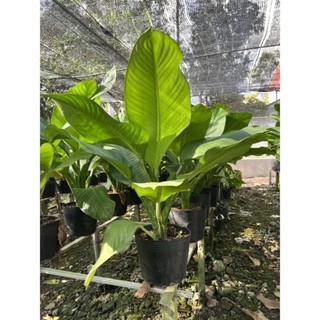 Cây đại phú gia