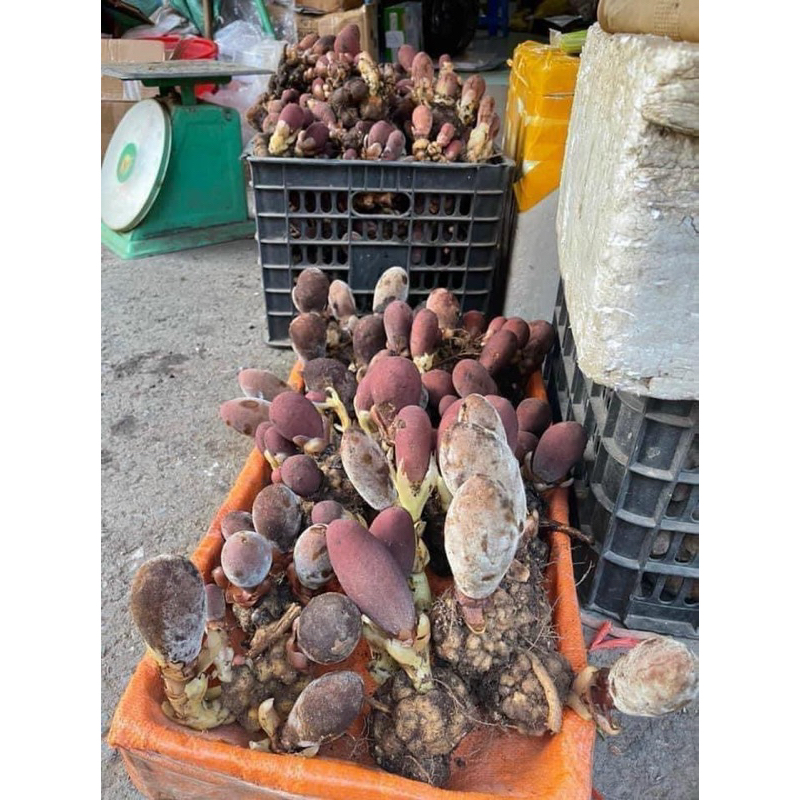 Nấm Ngọc Cẩu 1kg Hút Chân Không