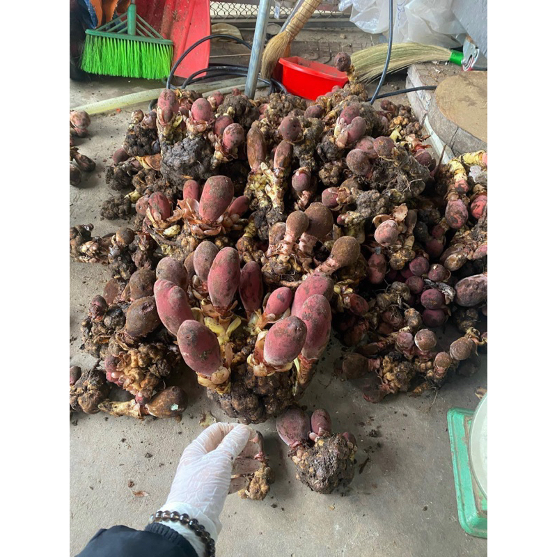 Nấm Ngọc Cẩu 1kg Hút Chân Không