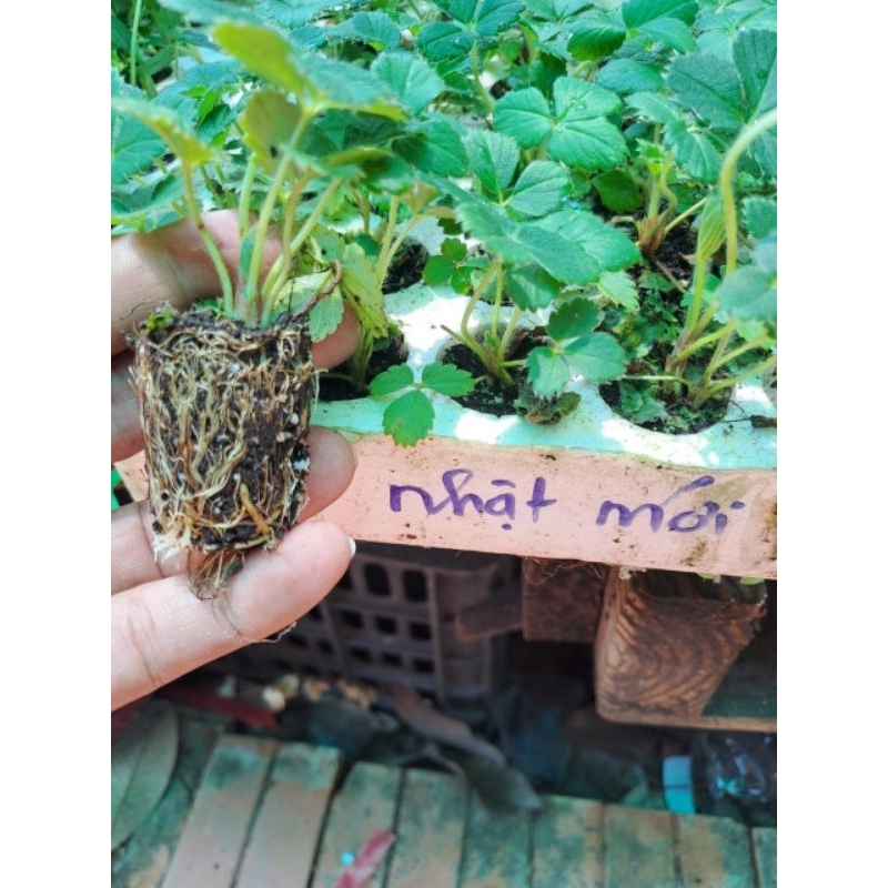 ( combo 10 cây )Giống dâu tây cáy mô chịu nhiệt 10 cây ( Nhật mới )