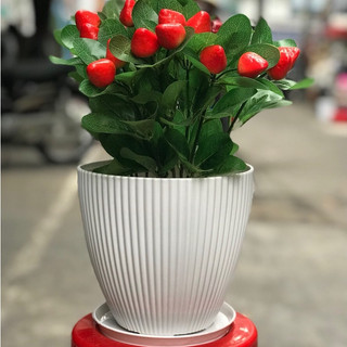 Chậu Trồng Cây, Chậu Nhựa Tròn Sọc, Chậu Gân Sọc, Chậu thúng nhựa, chậu Bonsai, châu chưng hoa nhựa 180x170