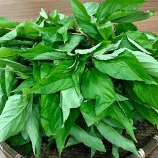 10gr hạt giống rau đay trắng